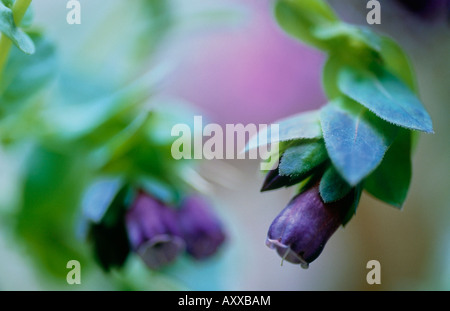 Cerinthe große Purpurescens, lila Blüten, die Eröffnung am Zweig der Pflanze Stockfoto