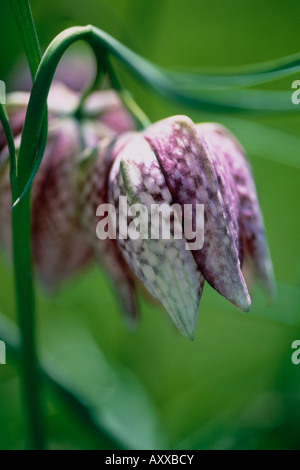 Fritillary, Schlange den Kopf Fritillary, Schlange, Kopf, Fritillaria Meleagris, rosa, Fritillaria Meleagris Stockfoto