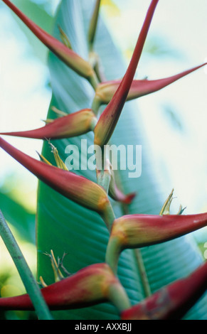 Heliconia, Heliconia Schiedeana, rot, Heliconia schiedeana Stockfoto