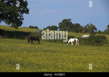 Europe UK England Surrey Kulturlandschaft Stockfoto