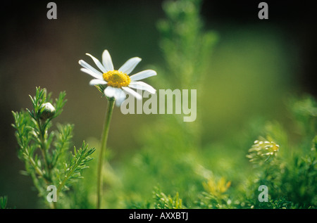 Kamille, Chamaemelum Nobile, White Daisy wie Blume auf einem langen Stiel. Stockfoto