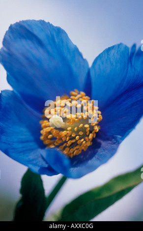 Himalaya blue Poppy, Himalaya, blau, Mohn, Meconopsis Grandis, blau, Meconopsis Grandis Stockfoto