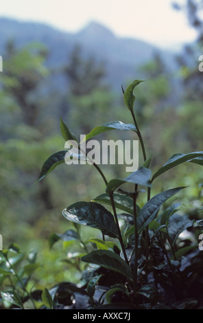 Tee-Pflanze, Tee, Pflanze, Camellia Sinensis, grün, Camellia sinensis Stockfoto