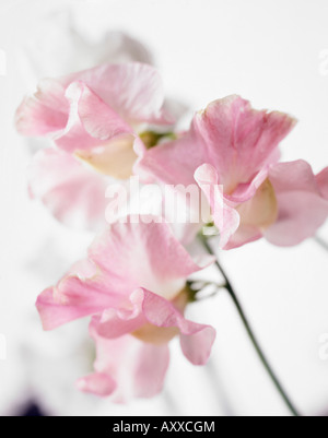 Sweet Pea, Sweetpea, Lathyrus man, rosa Blüten auf einem weißen Hintergrund. Stockfoto