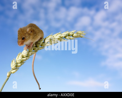 Lese Maus Micromys Minutus auf Maisstiel Stockfoto
