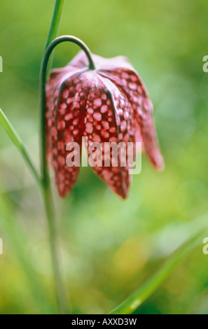 Fritillary, Schlange den Kopf Fritillary, Schlange, Kopf, Fritillaria Meleagris, rot, Fritillaria Meleagris Stockfoto