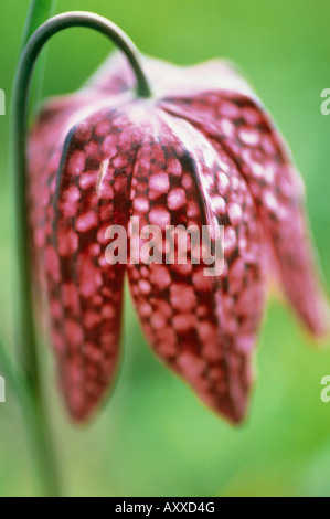 Fritillary, Schlange den Kopf Fritillary, Schlange, Kopf, Fritillaria Meleagris, rot, Fritillaria Meleagris Stockfoto