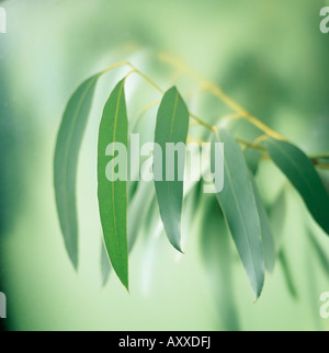 Eukalyptus, Eucalyptus Globulus, grüne Blätter an einem Baum vor einem grünen Hintergrund. Stockfoto