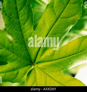 Fatsia, Fatsia Japonica, grün, Fatsia Japonica Stockfoto