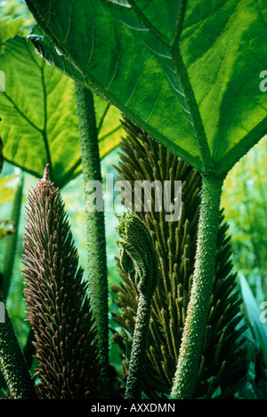 Gunnera, Gunnera Manicata, grün, Gunnera manicata Stockfoto