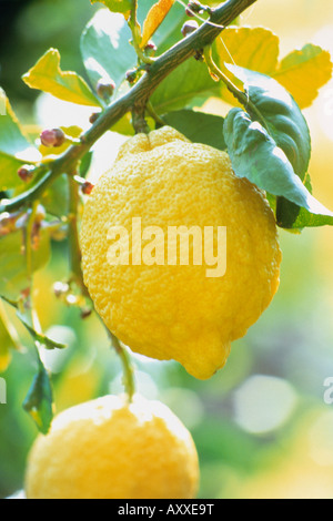 Zitrone, Citrus Limon, gelb, Citrus Limon Stockfoto