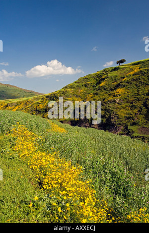 Üppig grüne Hügel und gelbe Meskel Blumen, Simien Mountains Nationalpark, Nordafrika, Äthiopien, Stockfoto