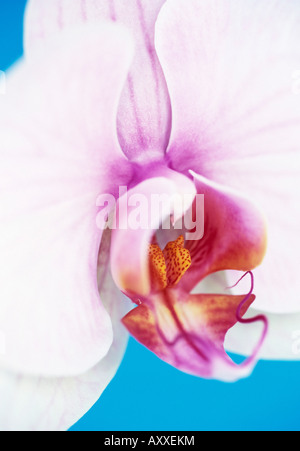 Orchidee, Moth Orchid, Motte, Phalaenopsis, rosa, Stockfoto
