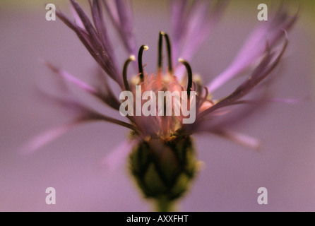 Kornblume, ausdauernde Kornblume, mehrjährige Pflanze, Knautia Macedonica, lila, Knautia Macedonica Stockfoto