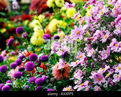 Verschiedene Blumen in voller Blüte Stockfoto