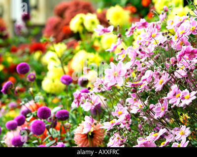 Verschiedene Blumen in voller Blüte Stockfoto