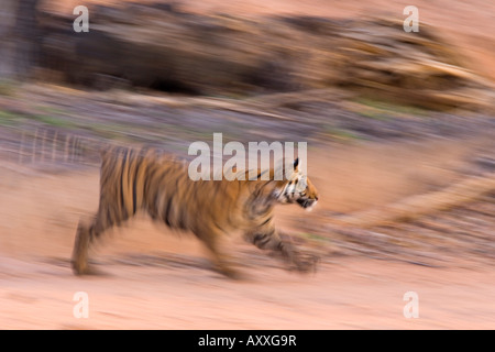 Bengal Tiger (Panthera Tigris), Bandhavgarh, Madhya Pradesh, Indien Stockfoto