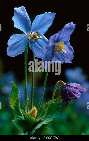 Himalaya blue Poppy, Himalaya, blau, Mohn, Meconopsis Grandis, blau, Meconopsis Grandis Stockfoto