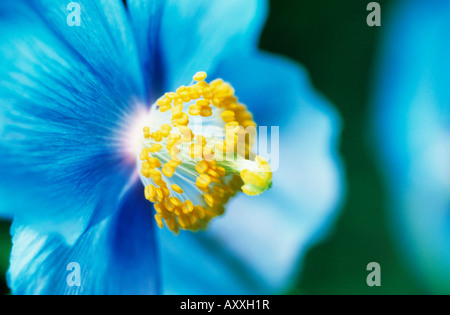 Himalaya blue Poppy, Himalaya, blau, Mohn, Meconopsis Grandis, blau, Meconopsis Grandis Stockfoto