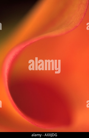 Tulpen, Tulipa, Orange, Stockfoto