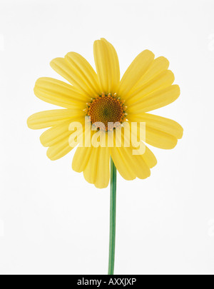 Daisy, Ochsen-Auge Gänseblümchen, Ochse, Auge, Leucanthemum Vulgare, gelb, Leucanthemum Vulgare Stockfoto
