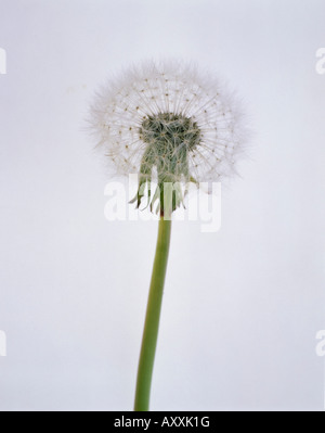 Uhr Löwenzahn, Taraxacum Officinale, Löwenzahn, Uhr, Taraxacum Officinale, weiß Stockfoto