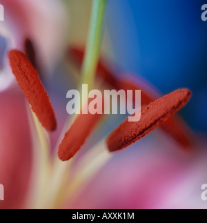 Lilie, Lilium "Golden Splendor", rot, Lilium, Golden, Pracht Stockfoto