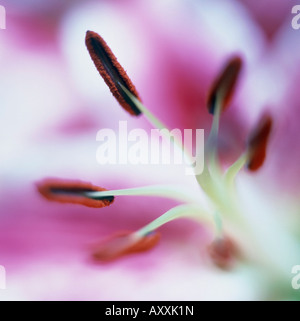 Lilie, Lilium "Sterne Gaffer", rosa, Lilium, Star, Gaffer Stockfoto