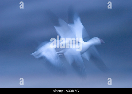 Schneegans (Anser Caerulescens), Bosque del Apache, Soccoro, New Mexico, USA Stockfoto