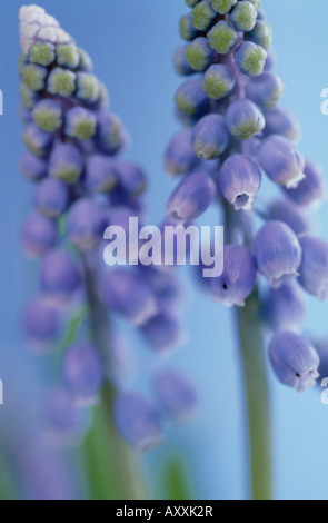 Grape Hyacinth, Grape, Hyazinthe, Muscari, blau, Stockfoto