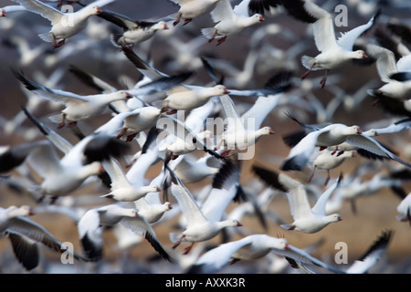 Snow Goose, Anser Caerulescens, Bosque del Apache, Soccoro, New Mexico, USA Stockfoto