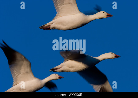 Schneegans (Anser Caerulescens), Bosque del Apache, Soccoro, New Mexico, USA Stockfoto