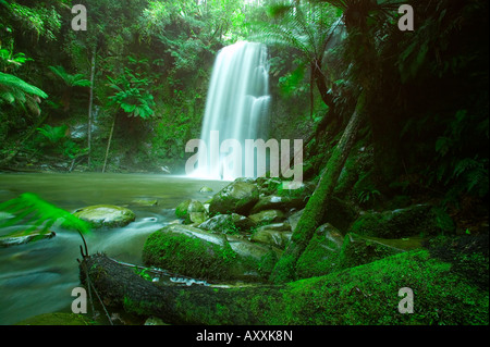 Beauchamp Herbst, Wasserfall im Regenwald, Otway Nationalpark, Great Ocean Road, Victoria, Australien Stockfoto