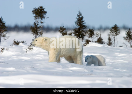 Eisbär mit einer jungen, (Ursus Maritimus), Churchill, Manitoba, Kanada Stockfoto