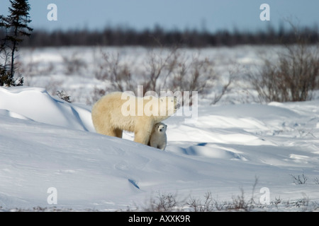 Eisbär mit einer jungen, (Ursus Maritimus), Churchill, Manitoba, Kanada Stockfoto