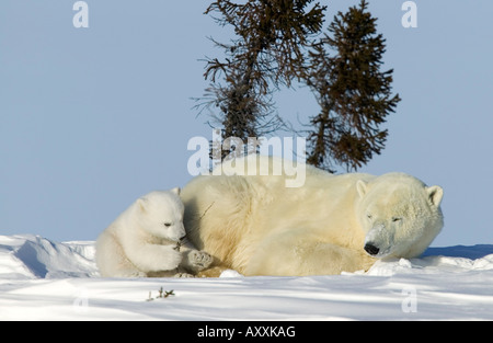Eisbär mit einer jungen, (Ursus Maritimus), Churchill, Manitoba, Kanada Stockfoto