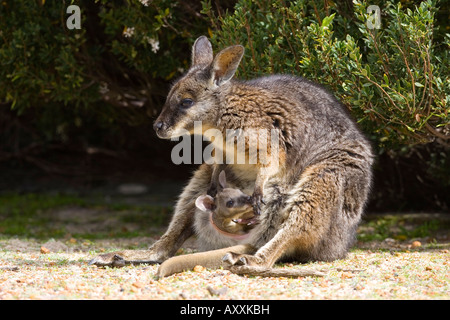 TAMMAR Wallaby, (Macropus Eugenii), Flinders Chase N.P, Kangaroo Island, South Australia, Australien Stockfoto