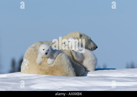 Eisbär mit jungen, (Ursus Maritimus), Churchill, Manitoba, Kanada Stockfoto