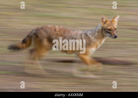 Indische Schakal, (Canis Aureus), Bandhavgarh N.P, Madhya Pradesh, Indien Stockfoto