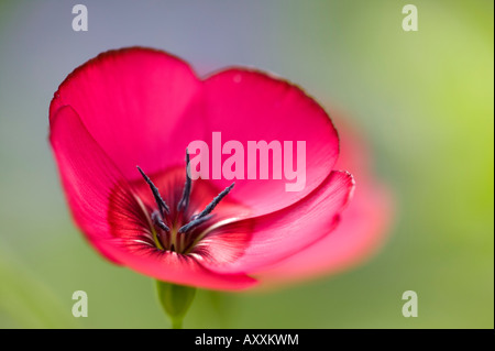 Scharlachrote Flachs (Linum Grandiflorum Rubrum), Bielefeld, Nordrhein Westfalen, Deutschland Stockfoto