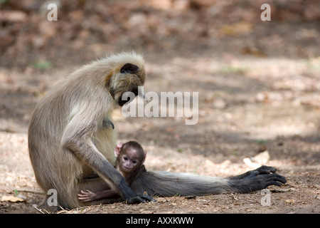 Gemeinsamen Languren, (Presbytis Entellus), Bandhavgarh N.P, Madhya Pradesh, Indien Stockfoto