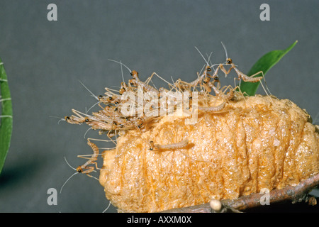 Budwing Mantis (Parasphendale Agrionina), Ei Nymphen aus Fall (Ootheca) Stockfoto