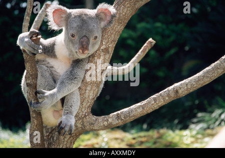 Koalabär in einem Baum in Gefangenschaft, Australien, Pazifik Stockfoto