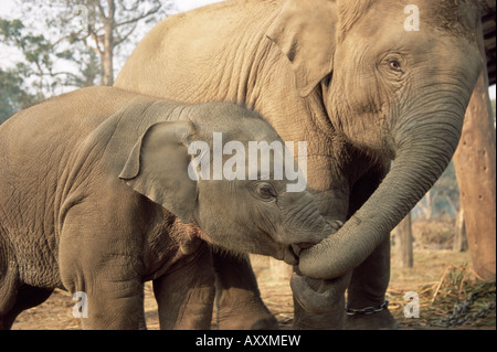 Captive asiatische (Indisch) Elefanten, Indien, Asien Stockfoto