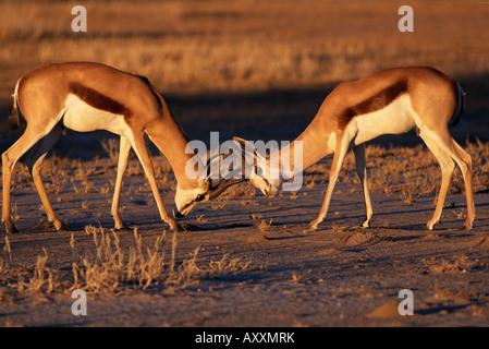 Zwei Springbock (Antidorcas Marsupialis) Männchen kämpfen, Kalahari Gemsbok, Südafrika, Afrika Stockfoto