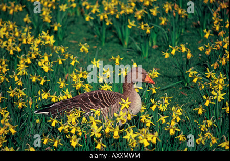 Graugans (Anser Anser) Stockfoto