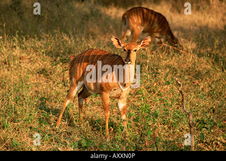 Nyala (Tragelaphus Angasi), Mala Mala Game Reserve, Sabi Sand Park, Südafrika, Afrika Stockfoto