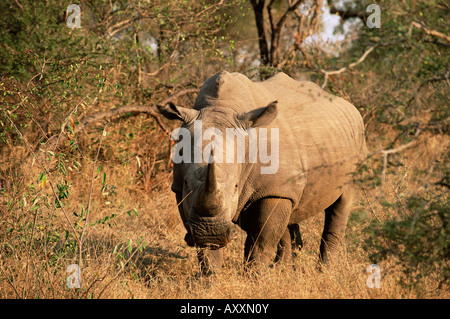 Weißer Rhinoceros (Ceratotherium Simum), Mala Mala Game Reserve, Sabi Sand Park, Südafrika, Afrika Stockfoto