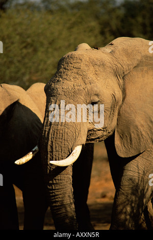 Afrikanischer Elefant (Loxodonta Africana), Mashatu Game Reserve, Botswana, Afrika Stockfoto