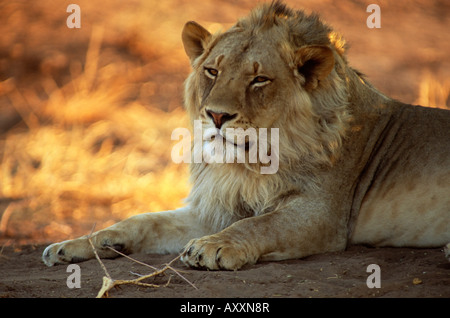 Nahaufnahme eines Löwen (Panthera Leo), Mashatu Game Reserve, Botswana, Afrika Stockfoto